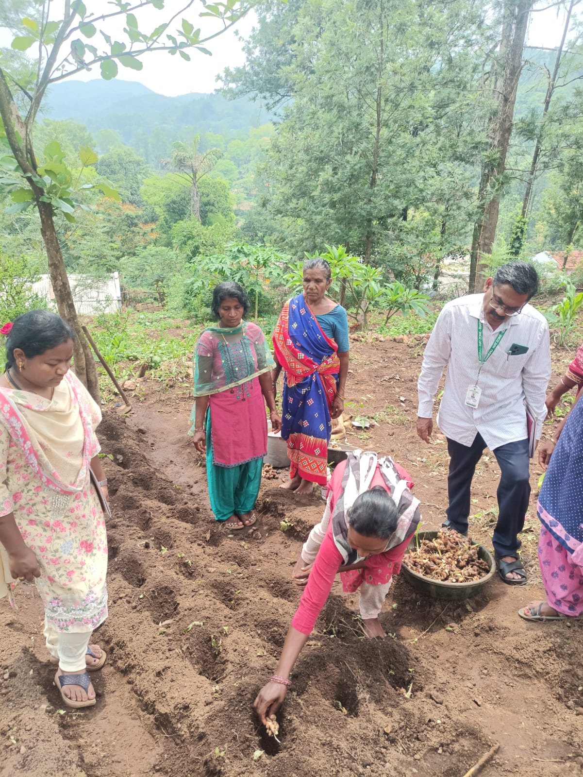 On field training on Ginger poly cropping